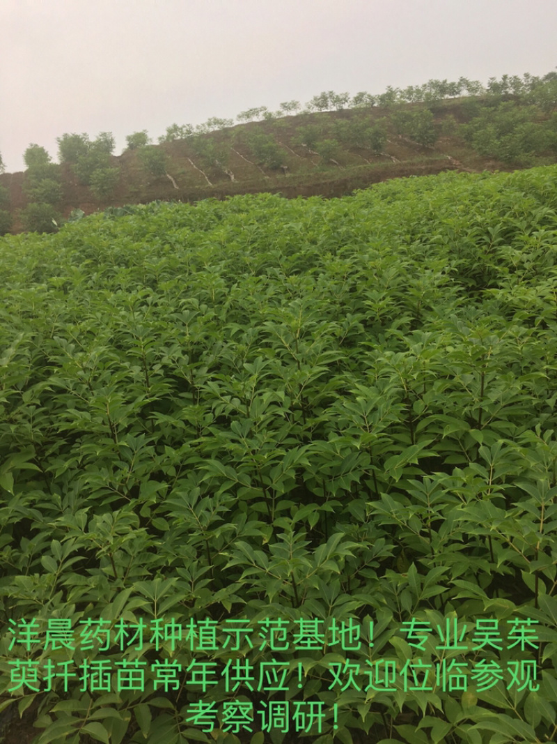 中药材吴茱萸苗中花吴茱萸扦插苗