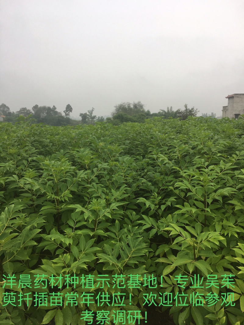 中药材吴茱萸苗中花吴茱萸扦插苗