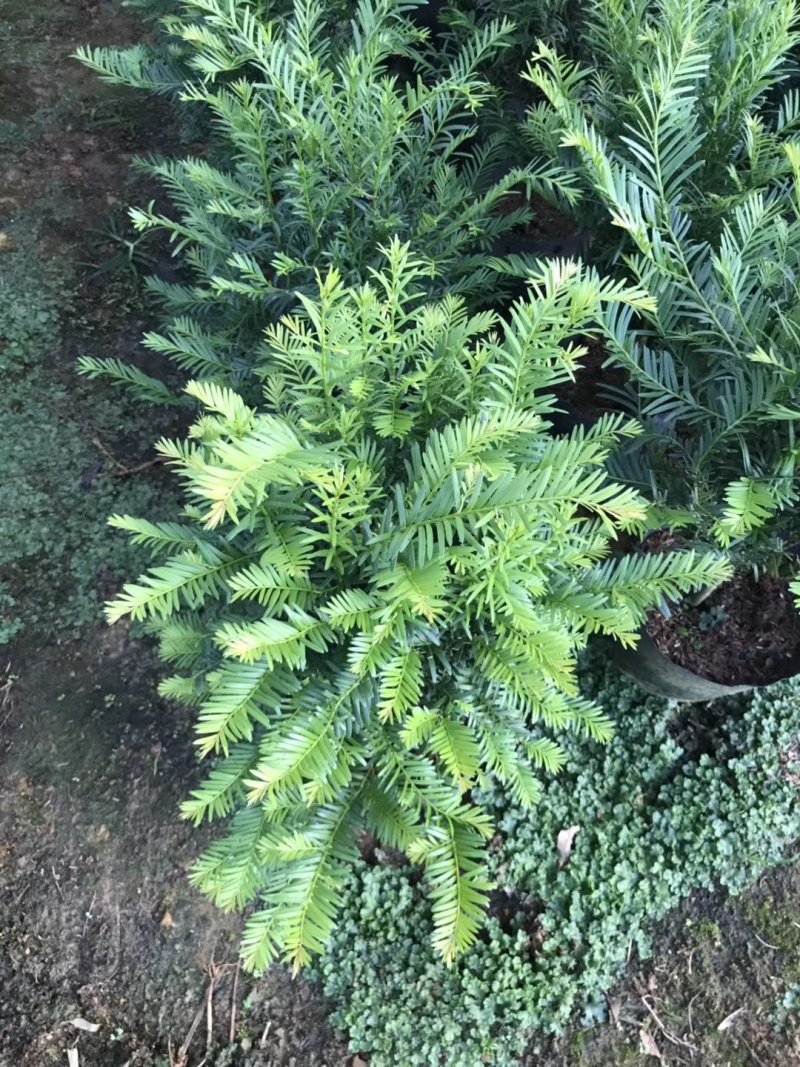 产地直销批发精品南方红豆杉