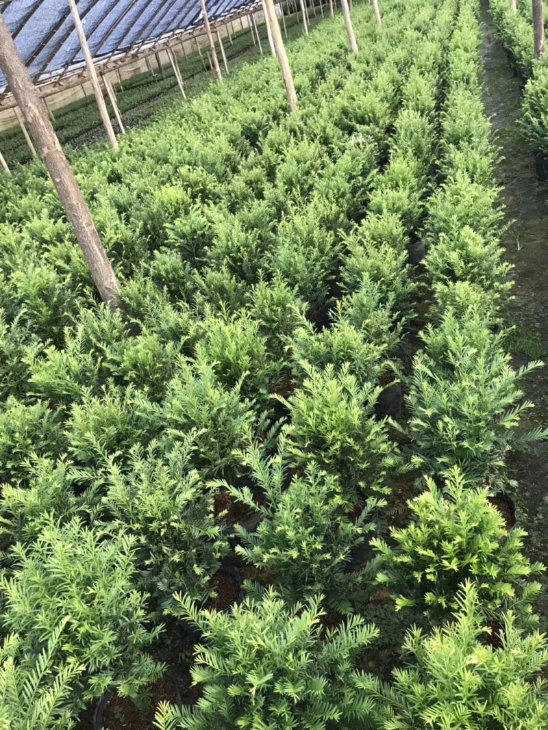 产地直销批发精品南方红豆杉