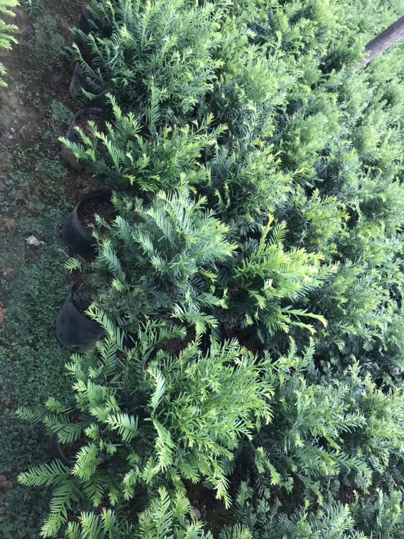 产地直销批发精品南方红豆杉