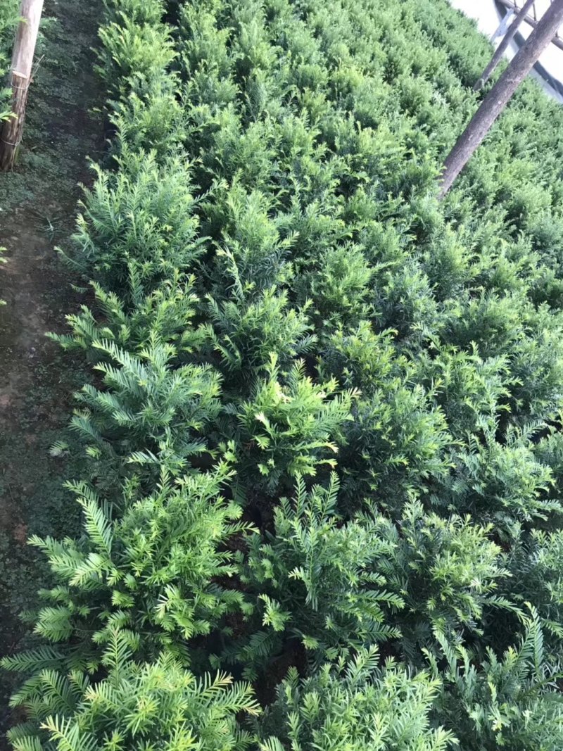 产地直销批发精品南方红豆杉