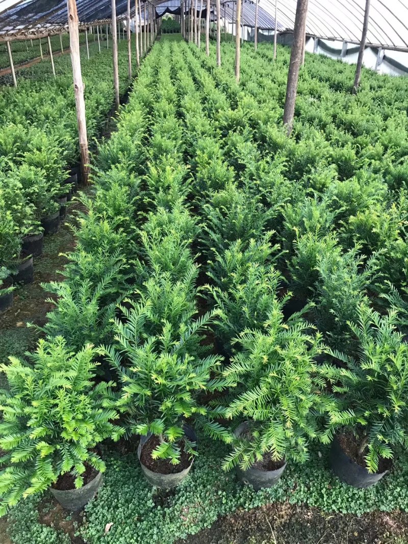 产地直销批发精品南方红豆杉