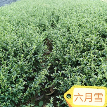 六月雪金边六月雪银边六月雪地苗杯苗实数供应基地价