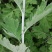 中药材正品新疆红花泡脚泡澡草红花艾叶足浴包红花