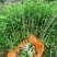 中药材正品新疆红花泡脚泡澡草红花艾叶足浴包红花