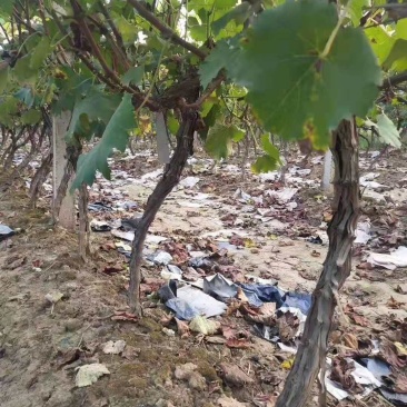 葡萄树葡萄苗占地葡萄树占地果树