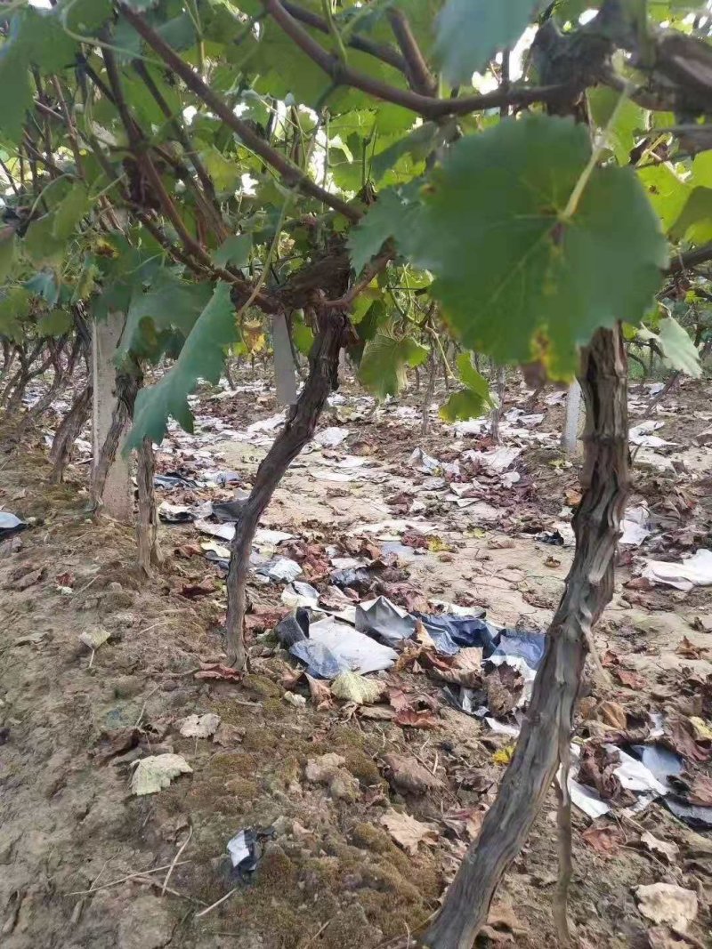 葡萄树葡萄苗占地葡萄树占地果树