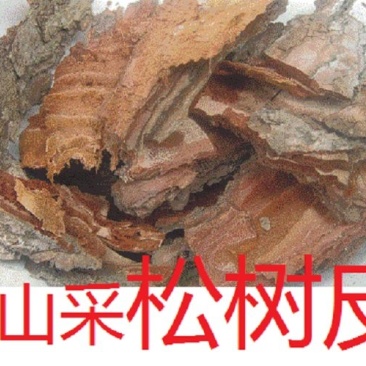 松树皮深山现采剥鲜松树外皮入药