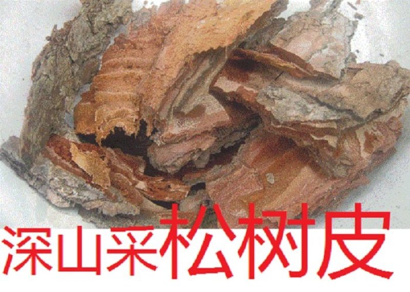 松树皮深山现采剥鲜松树外皮入药