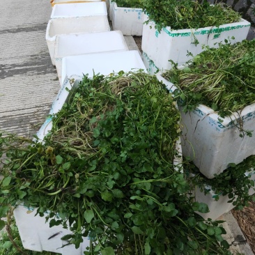 豆瓣菜/西洋菜种苗连根拔起成活率高