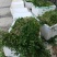 豆瓣菜/西洋菜种苗连根拔起成活率高