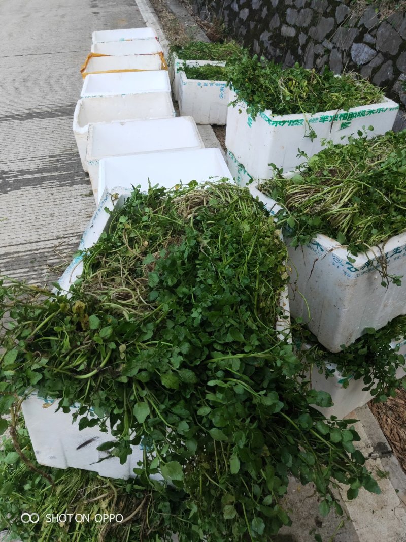 豆瓣菜/西洋菜种苗连根拔起成活率高