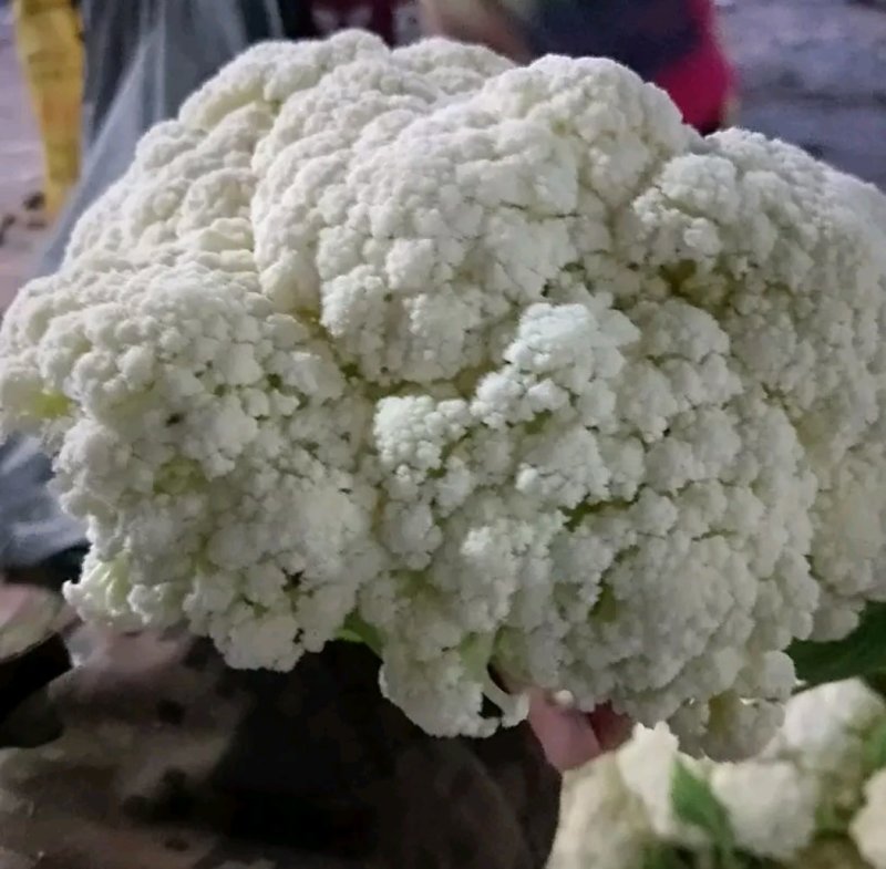 【优质菜花】山东聊城有机花菜产地直供保质保量视频看货