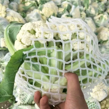山东聊城白面青梗松花菜大量上市急需客户联系