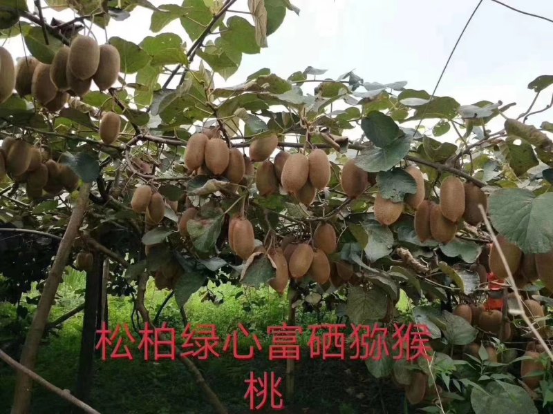 绿心猕猴桃