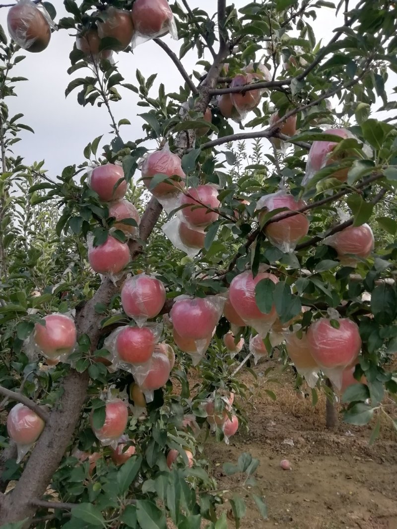 中秋王苹果，颜色好，口感脆甜，大众口味。