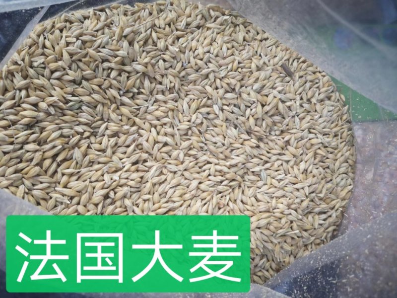 进口大麦，容重620以上，水份14以内，杂质2%以内