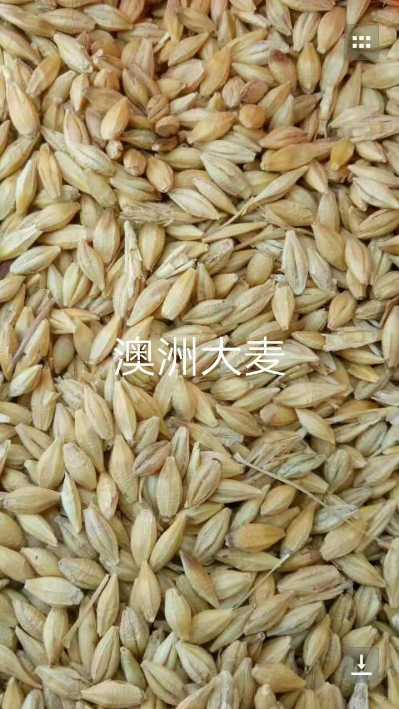 进口大麦，容重620以上，水份14以内，杂质2%以内