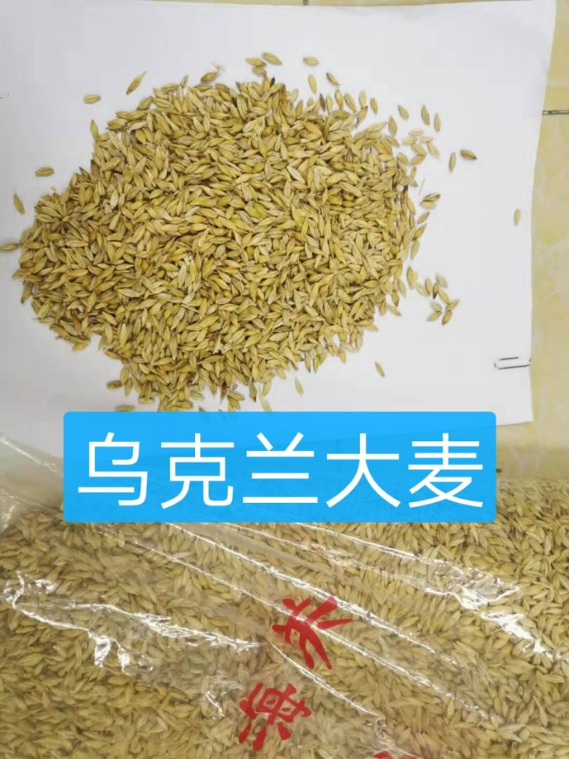 进口大麦，容重620以上，水份14以内，杂质2%以内