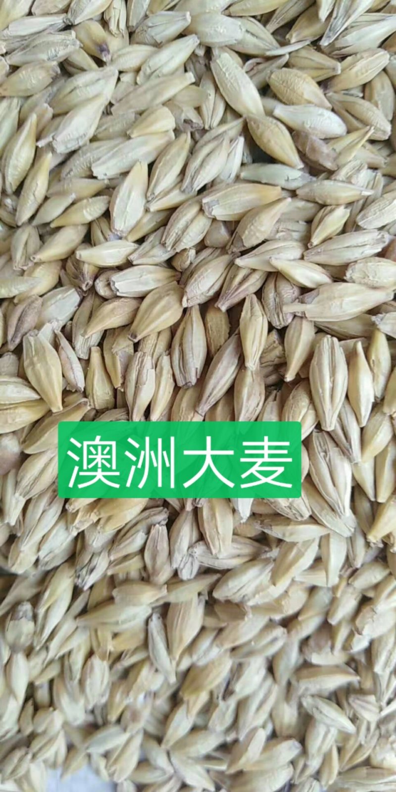进口大麦，容重620以上，水份14以内，杂质2%以内