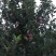 中秋王苹果