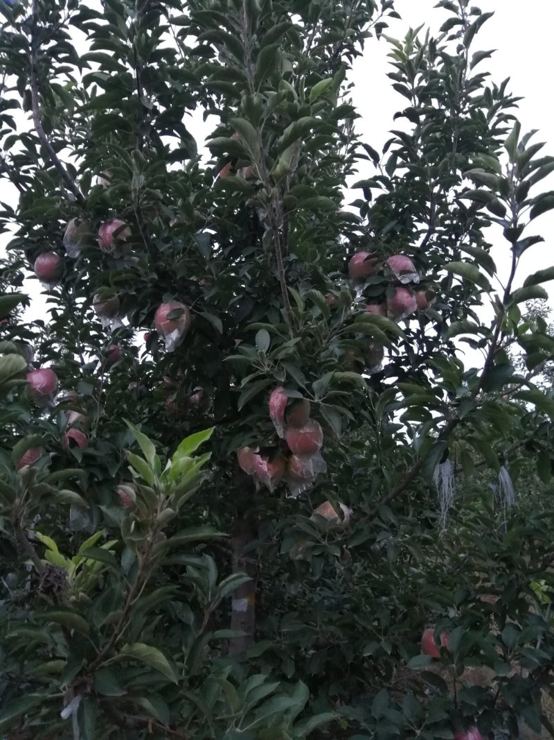 中秋王苹果