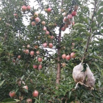 中秋王苹果
