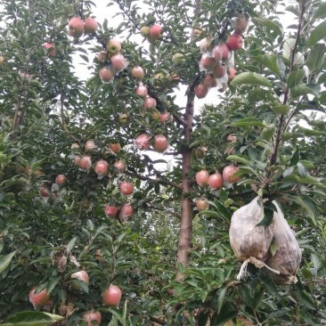 中秋王苹果