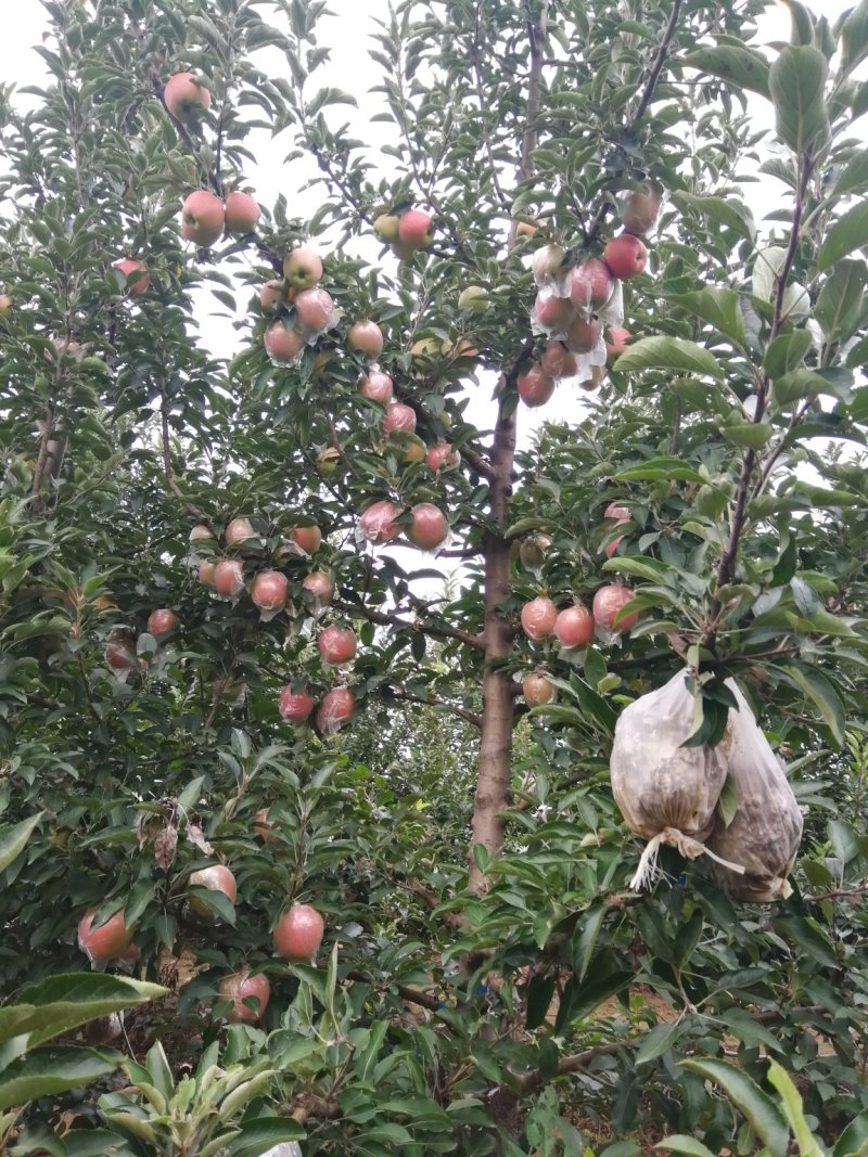 中秋王苹果