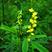 进口种子高纯度黄花苜蓿种子草木犀种子优惠好种的种子
