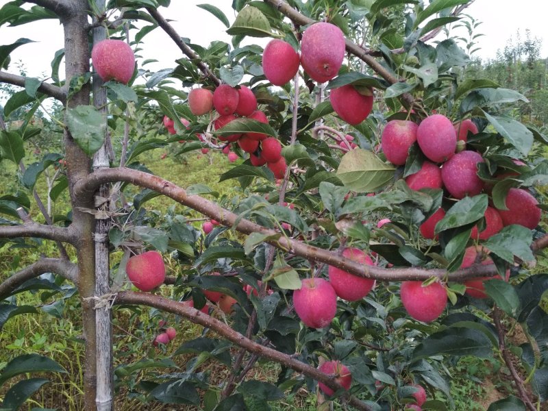 鸡心果