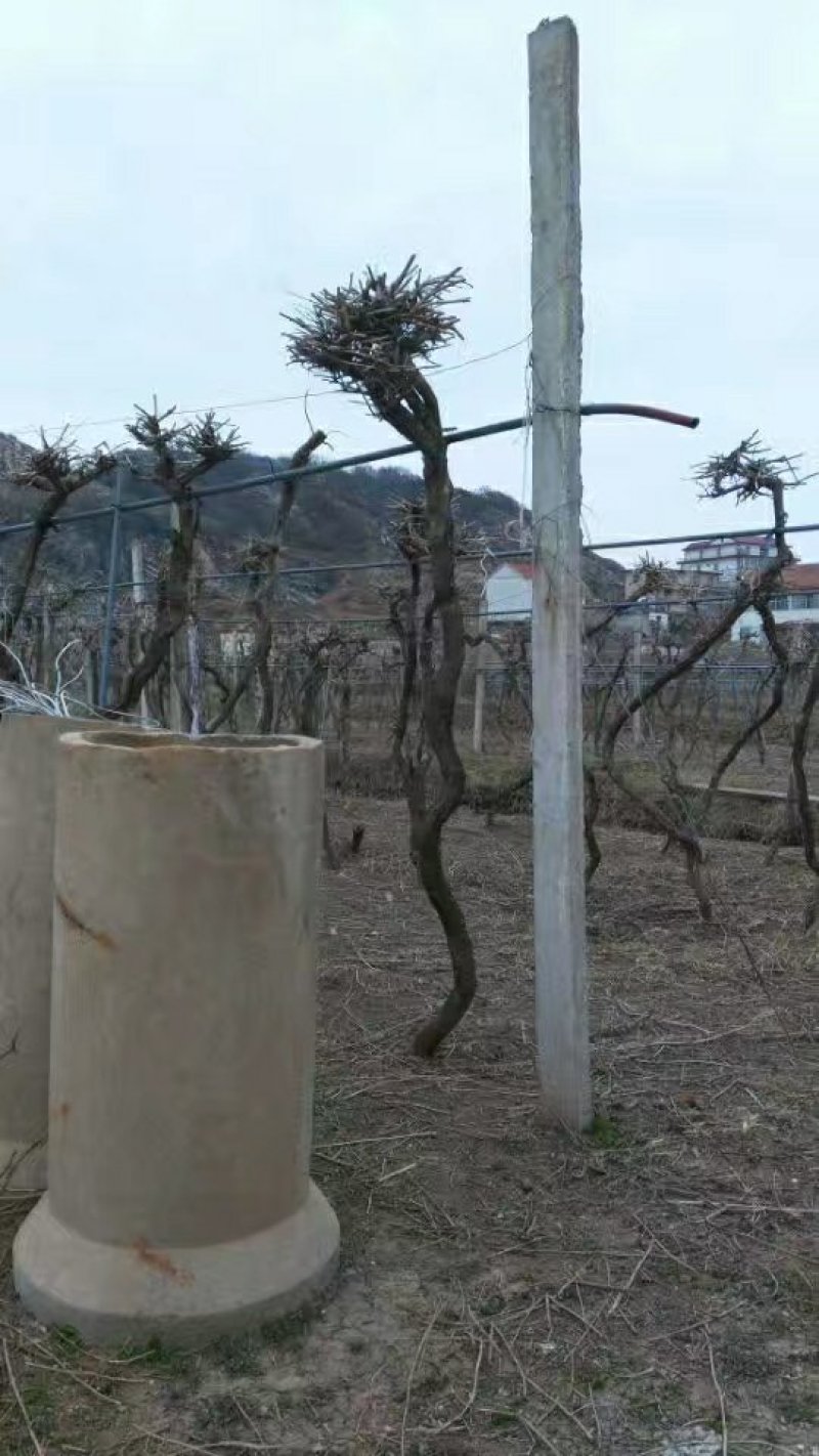长廊假山别墅藤本绿化植物，大花凌霄苗15年生以上