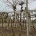 长廊假山别墅藤本绿化植物，大花凌霄苗15年生以上