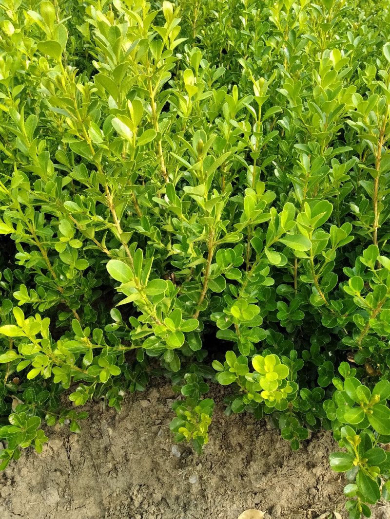 瓜子黄杨