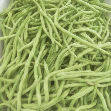 架豆王豆