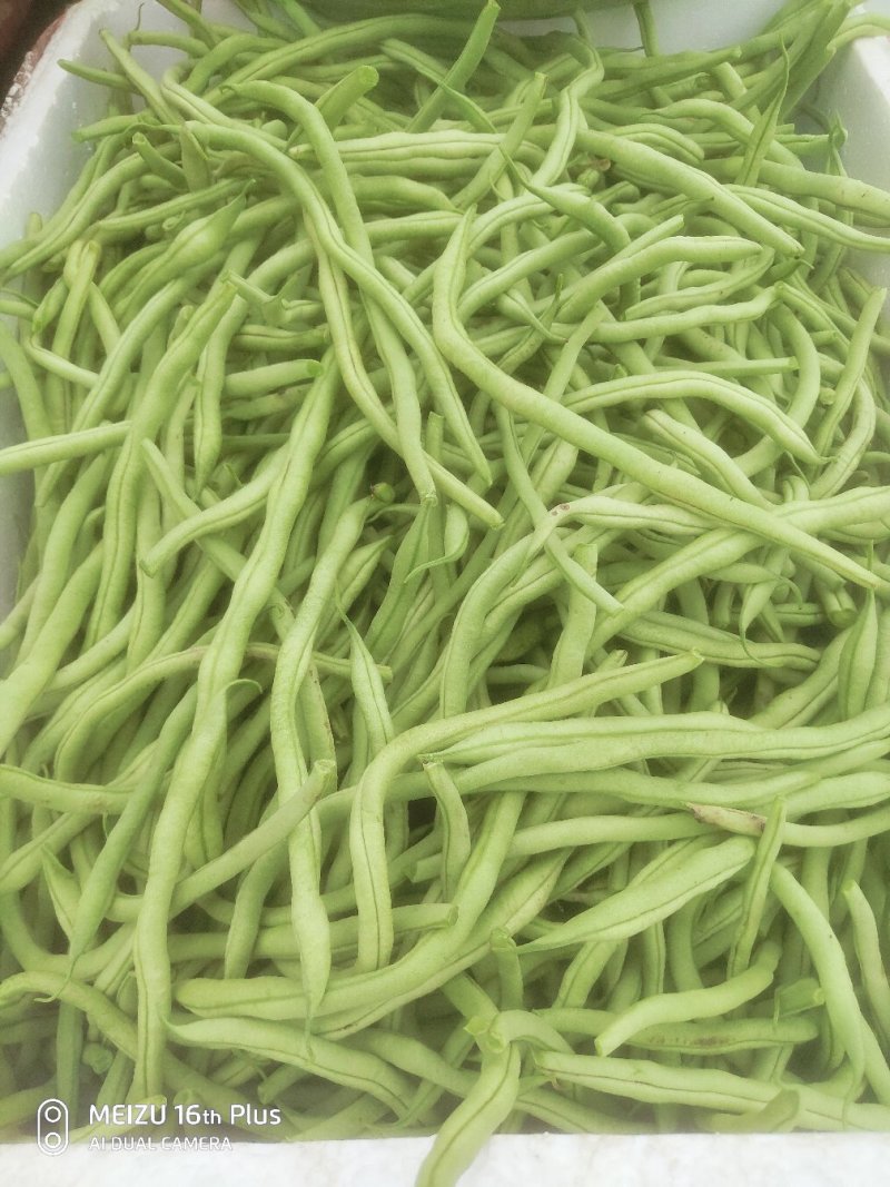 架豆王豆