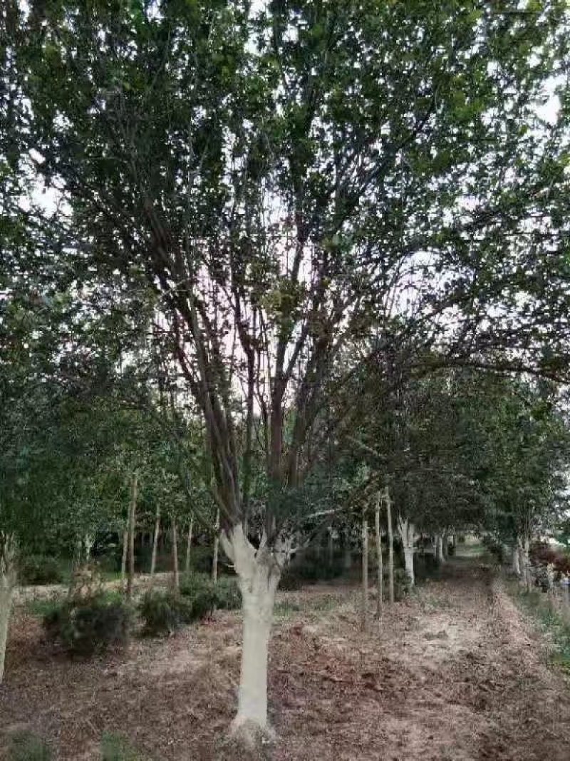 西府海棠，绚丽海棠，冬红果海棠，红宝石海棠，春雪海棠
