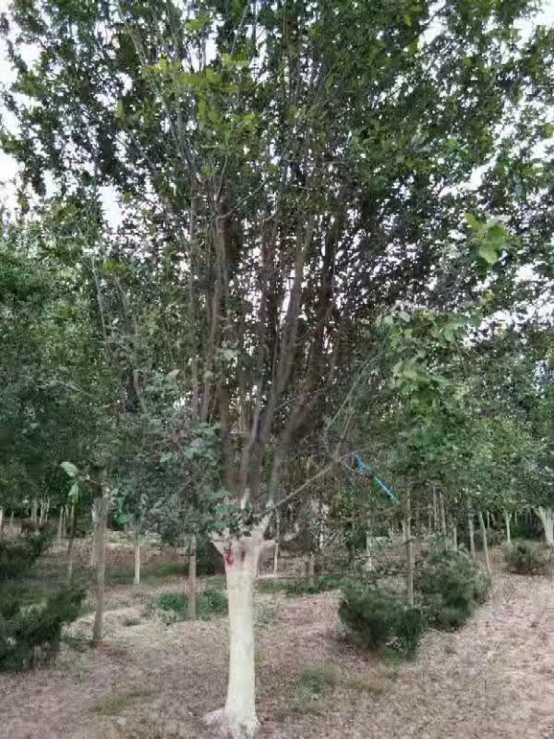 西府海棠，绚丽海棠，冬红果海棠，红宝石海棠，春雪海棠