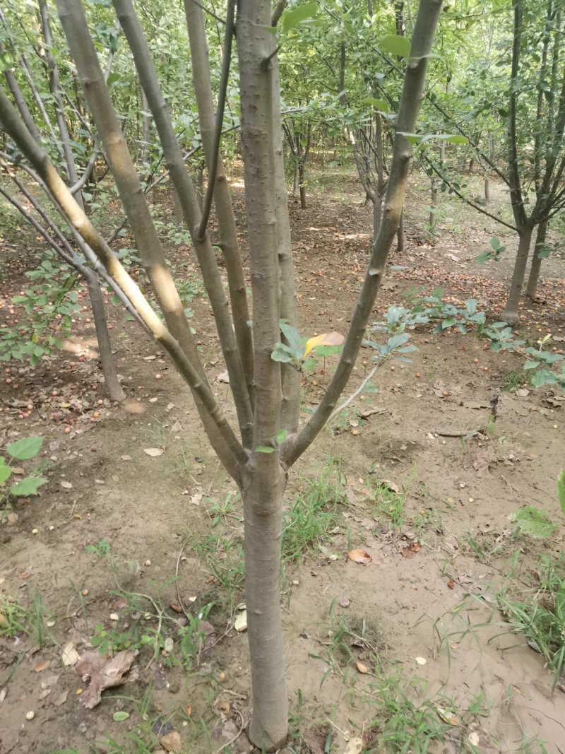 西府海棠，绚丽海棠，冬红果海棠，红宝石海棠，春雪海棠