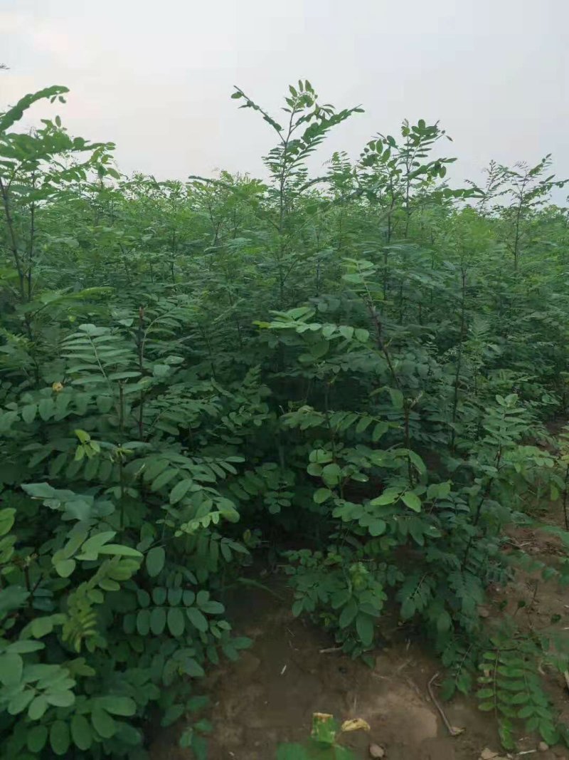 刺槐苗，槐树苗，1年刺槐苗，产地直发，量大优惠