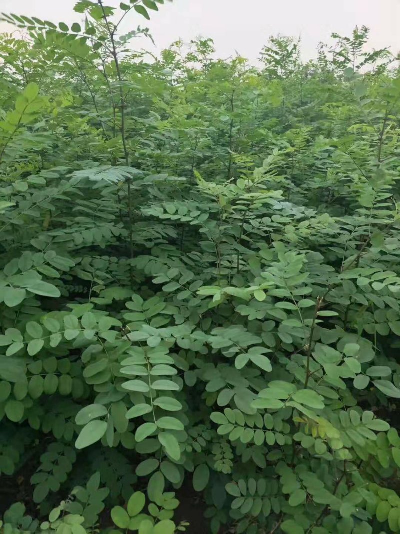 刺槐苗，槐树苗，1年刺槐苗，产地直发，量大优惠