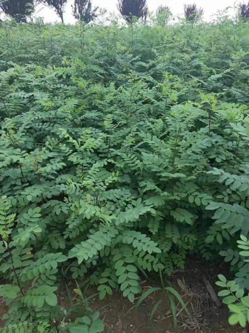 刺槐苗，槐树苗，1年刺槐苗，产地直发，量大优惠