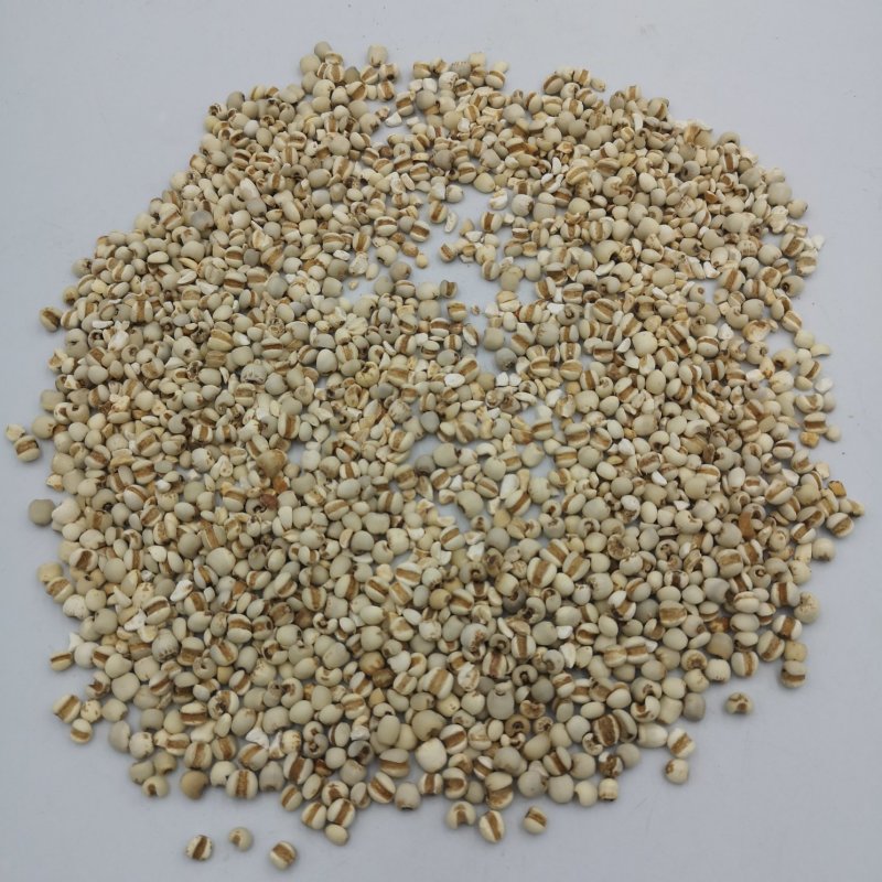 中药材薏仁贵州薏仁米无硫种植基地零售批发