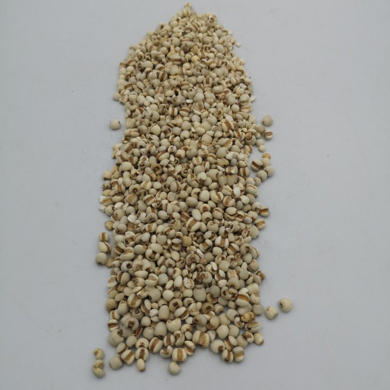 中药材薏仁贵州薏仁米无硫种植基地零售批发
