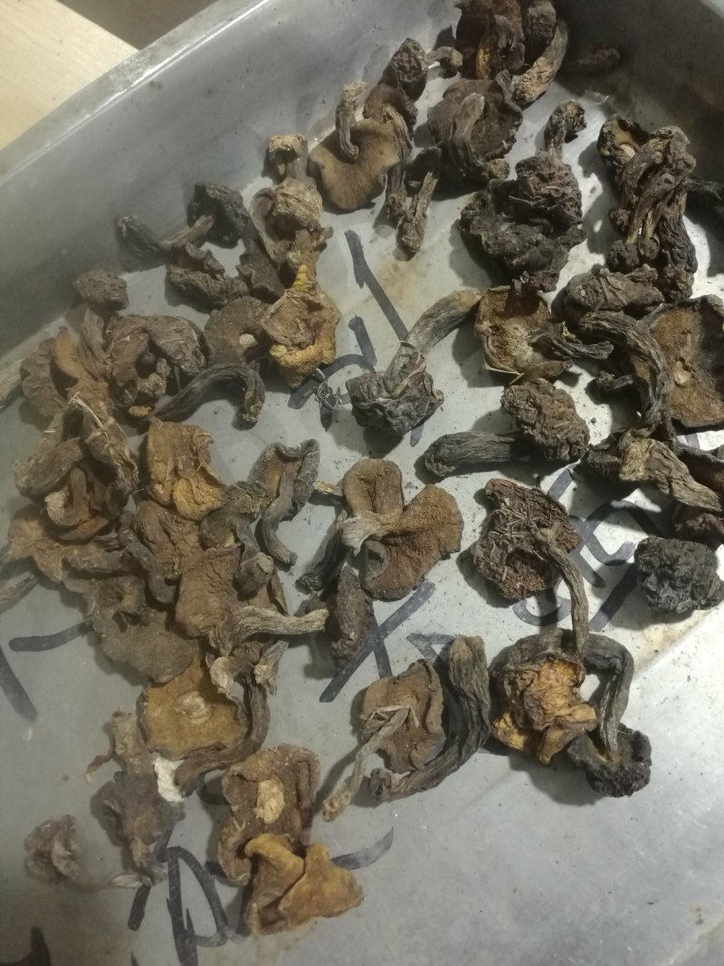 筛选松蘑，自然干