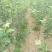 123苹果树苗