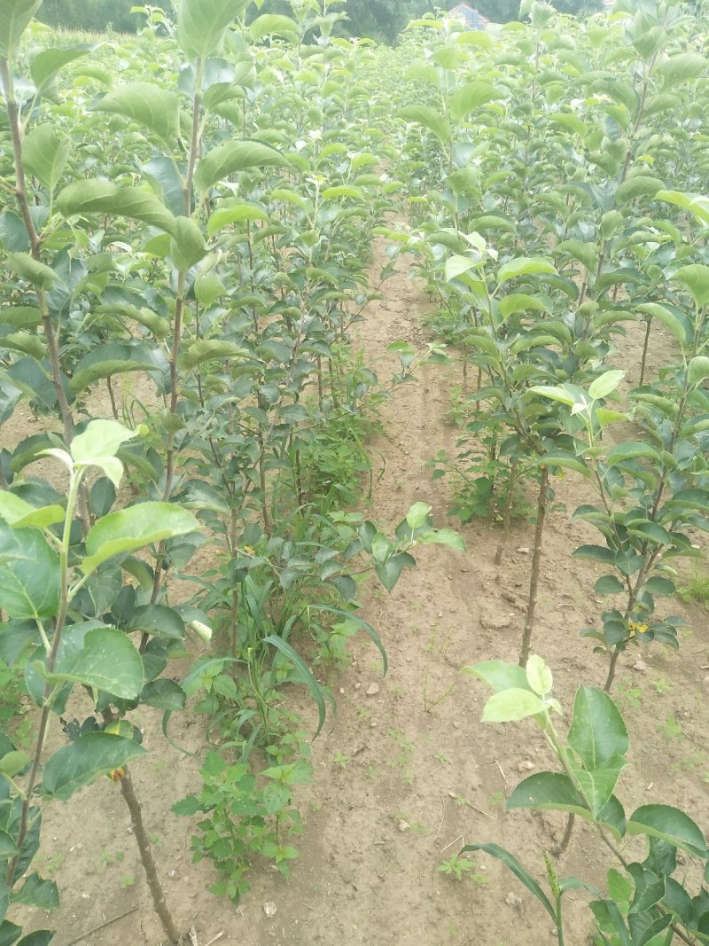 123苹果树苗