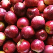 龙丰苹果耐运输耐储存口感脆甜产地精品货源