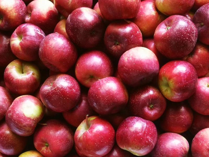 龙丰苹果耐运输耐储存口感脆甜产地精品货源